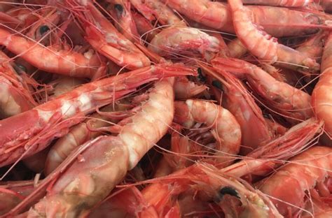 are alabama gulf shrimp processed in china